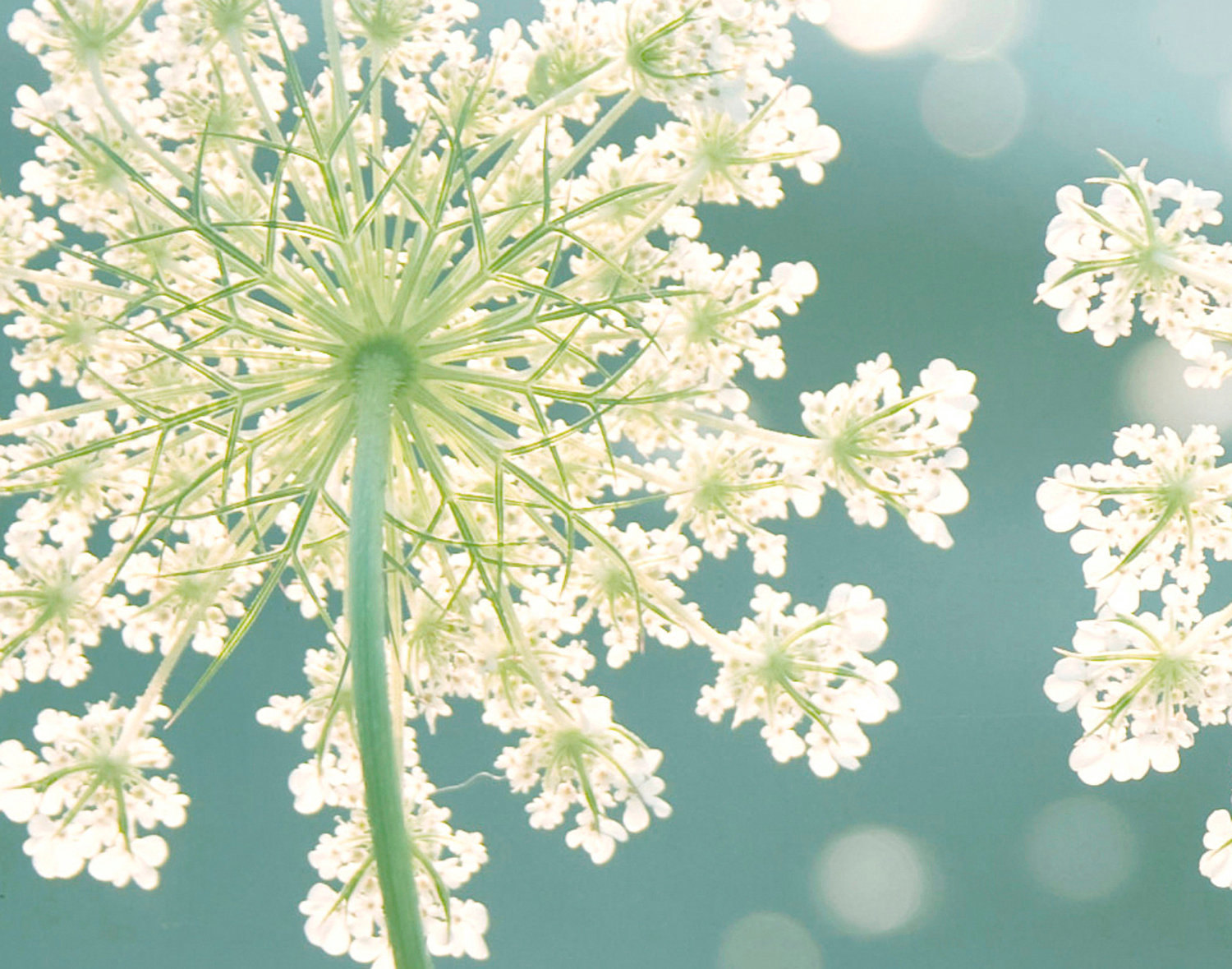 Thumbnail for the post titled: Queen Anne’s Lace: Weed, Flower, or Savior?